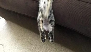 Nah lho, gerak dikit bisa jatuh deh. (Foto: Boredpanda.com)