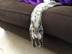 Pose Tidur Kucing-kucing Ini Bikin Auto Gemas Deh