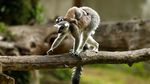 Melihat Tingkah Lucu Lemur Ekor Cincin
