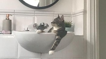 Sepertinya udah dapat posisi enak buat tidur nih. (Foto: Boredpanda.com)