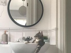 Pose Tidur Kucing-kucing Ini Bikin Auto Gemas Deh