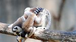 Melihat Tingkah Lucu Lemur Ekor Cincin