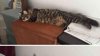 Saking nyenyaknya, tak sadar kalau lama-lama sudah ke pinggir. Hati-hati dong, meong. (Foto: Boredpanda.com)