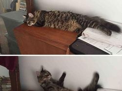 Pose Tidur Kucing-kucing Ini Bikin Auto Gemas Deh