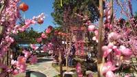 Merasakan suasana Jepang, tak perlu jauh-jauh. Di Blitar, ada taman yang ditata dengan Bunga Sakura. (Erliana Riady/detikcom)