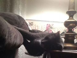 Pose Tidur Kucing-kucing Ini Bikin Auto Gemas Deh
