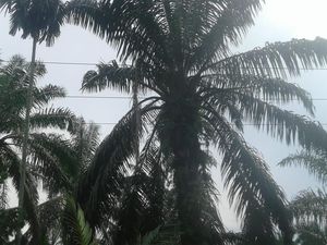 Pemuda di Asahan Tewas Kesetrum Saat akan Tangkap Perkututnya