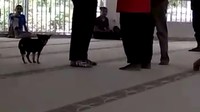 SM telah ditetapkan sebagai tersangka penodaan agama karena membawa anjing masuk ke Masjid Jami Al Munawaroh, Sentul City dan ditahan. Akan tetapi, karena keterangan keluarga menyebut SM memiliki riwayat gangguan kejiwaan dengan menunjukkan bukti perawatan kejiwaan dari dua rumah sakit, SM kemudian dirujuk ke RS Polri Kramat Jati, Jakarta Timur, untuk diobservasi. (Screenshot video viral di Internet)