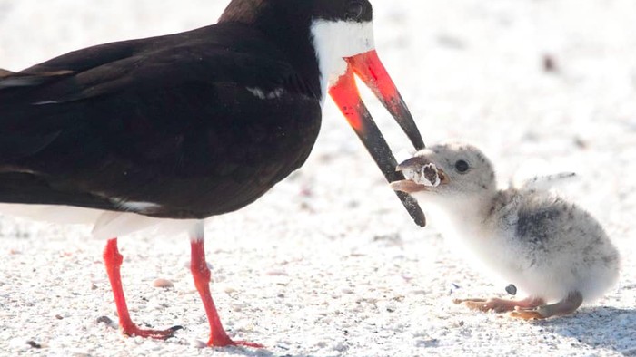 viral foto miris burung laut beri makan anaknya puntung rokok viral foto miris burung laut beri makan