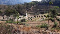 1.918 Hektare lahan padi di Kabupaten Gunungkidul gagal panen atau puso. Jumlah tersebut akumulasi dari 9 Kecamatan, dan yang paling parah adalah Kecamatan Gedangsari dengan luas mencapai 860 hektare.