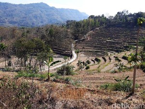 Nestapa Kawasan Tadah Hujan, Ribuan Petani Gunungkidul Gagal Panen