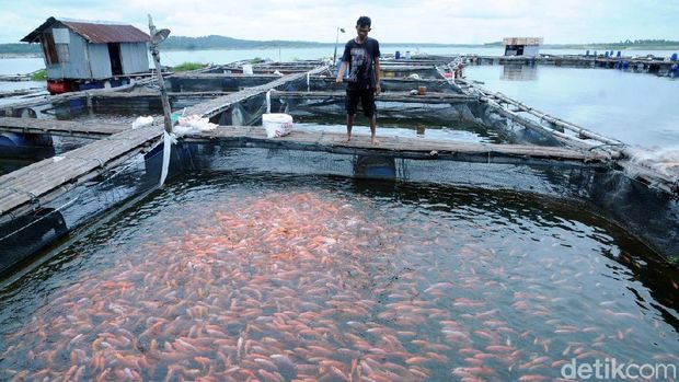 Dua Ton Ikan Di Waduk Kedungombo Boyolali Mati Mendadak