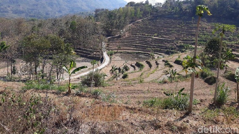 Puso Diterjang Kemarau, Padi Gagal Panen di Gunungkidul Jadi Pakan Sapi Puso Diterjang Kemarau, Padi Gagal Panen di Gunungkidul Jadi Pakan Sapi