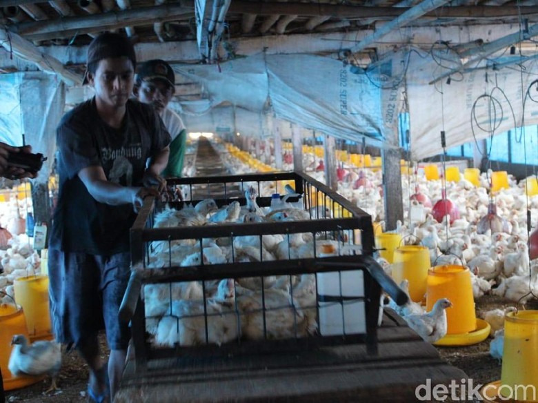 Peternak Ayam Merugi Imbas Harga Anjlok, Populasi Diprediksi Turun 40% Peternak Ayam Merugi Imbas Harga Anjlok, Populasi Diprediksi Turun 40%