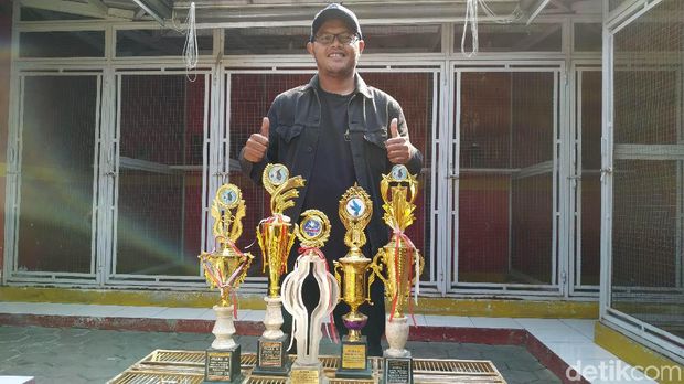 Ragam Prestasi Merpati 'Jayabaya' yang Laku Dijual Rp 1 Miliar