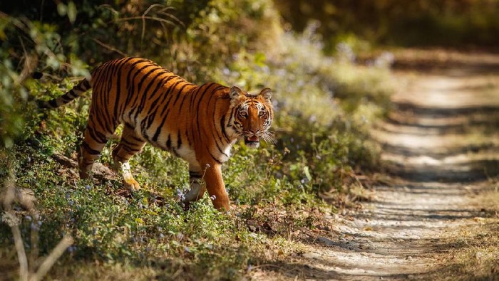  Gambar Cakaran  Harimau