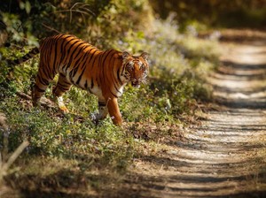 Detik-detik Wisatawan di Pagaralam Diserang Harimau Saat Berlibur