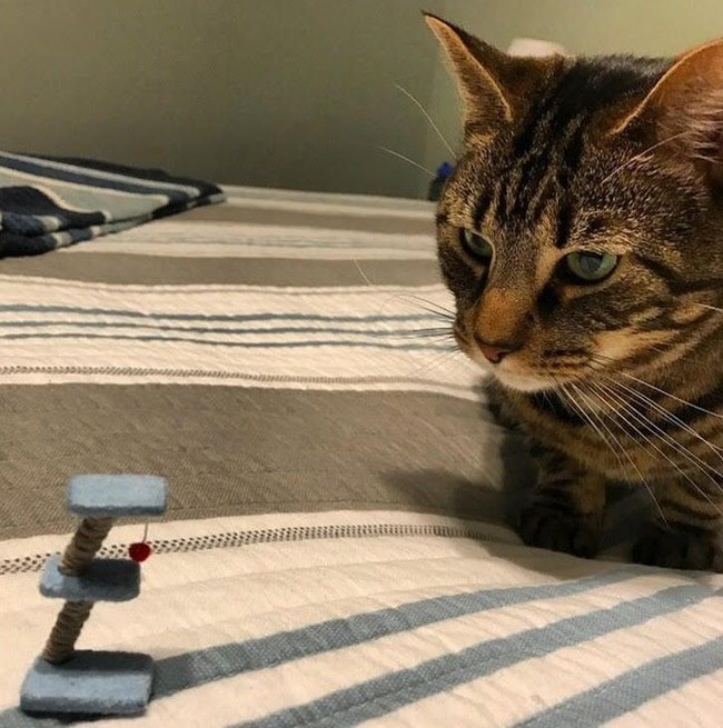 Kamu harus perhatikan ukuran dari barang yang akan dipesan saat belanja online, kalau tidak kejadiannya akan seperti ini. Foto: Istimewa