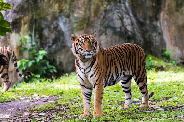 Harimau Benggala