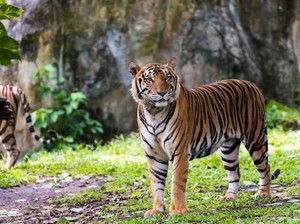 Tak Hanya Manusia, Harimau di New York Pun Positif Corona