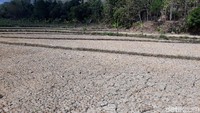 Selain itu, beberapa sungai yang menyuplai air irigasi sawah tampak mengering.