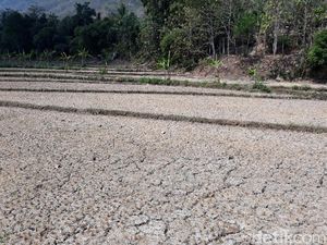Perangi Kekeringan, Kementan Optimalkan Embung hingga Alsintan