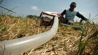 Seorang petani di Desa Banjar Anyar, Brebes, Jawa Tengah, menggunakan mesin diesel dan selang plastik untuk mengairi sawahnya yang mulai mengalami kekeringan. Antara Foto/Oky Lukmansyah.