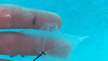 Daun menjadi transparan setelah lama di air. Foto: Demilked