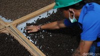 Butir-butir pelet yang masih basah dijemur sampai kering yang senjutnya digunakan untuk pembakaran hasil pelet/briket ini memiliki nilai kurang lebih 3500 kilo kalori setara dengan batu bara muda.