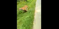 Lagi Asyik Riding, Pengendara Motor Ini Dikejar Harimau. 