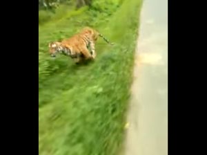 Lagi Asyik Riding, Pengendara Motor Ini Dikejar Harimau