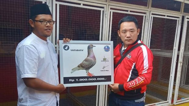 Seekor Merpati Jawara Milik Aris Laris Rp 1 Miliar