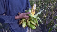 Seorang petani di Kecamatan Koto Gasib, Kabupaten Siak, Riau, menunjukkan jagung yang ditanamnya gagal panen akibat kekeringan dan diperparah dengan serangan hama ulat grayak yang membuat tanaman tak tumbuh membesar dan kerdil. Antara Foto/FB Anggoro.