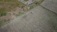 Penampakan udara area persawahan di Desa Santing, Losarang, Indramayu, Jawa Barat, yang mengering dan terancam gagal panen akibat kekeringan dan sulitnya mendapatkan pasokan air irigasi. Antara Foto/Dedhez Anggara.