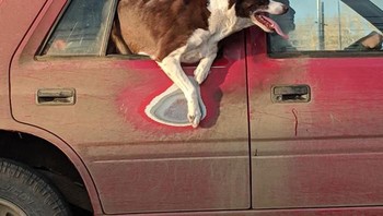 Lokasi favorit anjng. Foto: Demilked