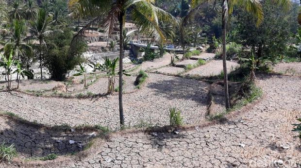Nestapa Kawasan Tadah Hujan, Ribuan Petani Gunungkidul Gagal Panen