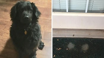 Jejak anjing yang sering menunggu pemiliknya di depan pintu. Foto: Demilked