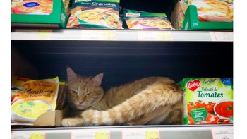 Hewan peliharaan pun terkena dampaknya. Foto: istimewa