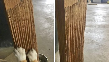 Cakaran kucing selama 14 tahun. Foto: Demilked