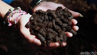 Begini hasil cetakan sampah organik menjadi butir-butir pelet siap untuk dikeringkan.