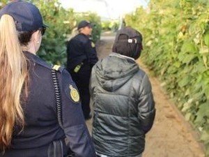 Belasan Pekerja Gelap dan Calo Pekerja Asing Ditangkap di Australia