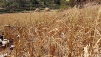 Sejumlah lahan padi di Desa Hargomulyo, Kecamatan Gedangsari, Gunungkidul tampak meranggas, tidak ada padi yang tumbuh di lahan tersebut.