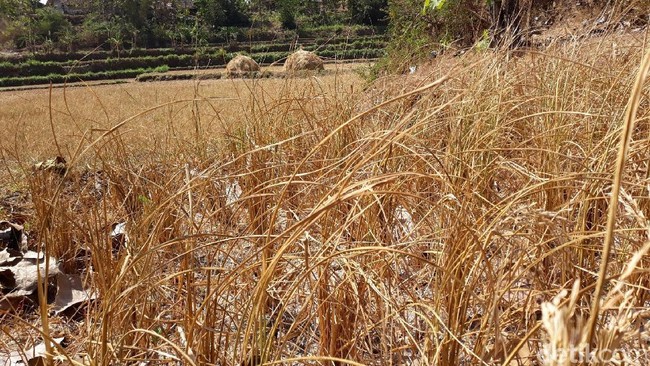 9.300 Hektare Sawah Gagal Panen