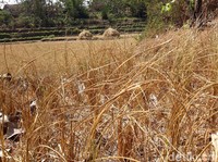 9.300 Hektare Sawah Gagal Panen