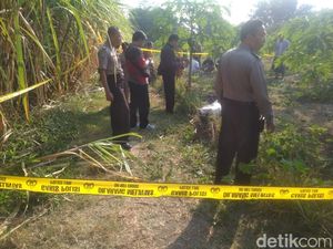 Seorang Pria Ditemukan Tewas Terluka di Kebun Pepaya, Polisi Selidiki
