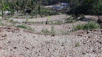 Beberapa petani di kecamatan ini memang kerap mengalami gagal panen saat musim kemarau. Namun, menurut Sumardi gagal panen tahun ini lebih parah dibanding tahun lalu.