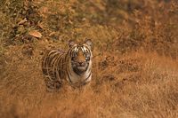 Harimau benggala di Wayanad Wildlife Sanctuary (iStock)