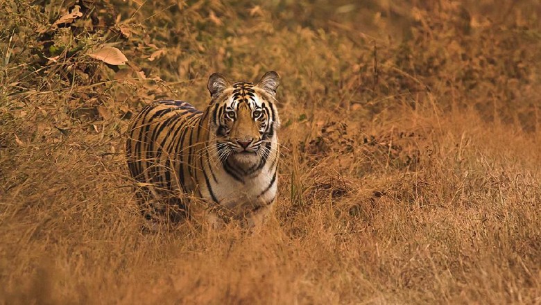 Lagi, Warga di Inhil Riau Tewas Diserang Harimau Lagi, Warga di Inhil Riau Tewas Diserang Harimau