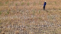 Kekeringan juga melanda kawasan Desa Kademangaran, Kabupaten Tegal, Jawa Tengah. Menurut para petani setempat, puluhan hektar sawah di daerah itu mengalami puso dan gagal panen akibat kesulitan mendapat pasokan air. Antara Foto/Oky Lukmansyah.