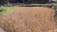 Tanaman padi yang gagal panen ini dimanfaatkan petani untuk pakan sapi.